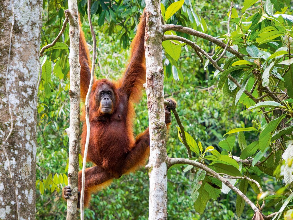 Borneo-Orangutans