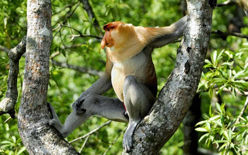 Proboscis_monkey_species