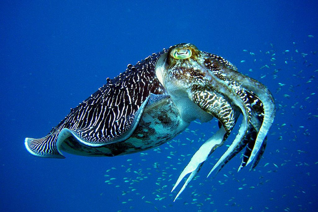 cuttlefisht
