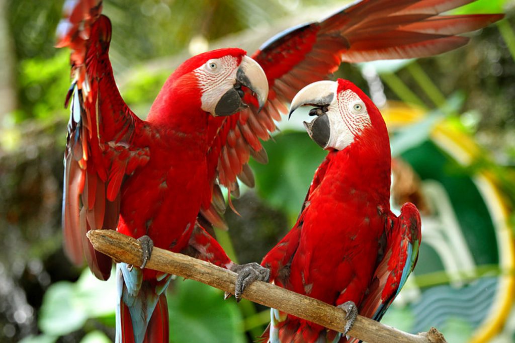 macaw land