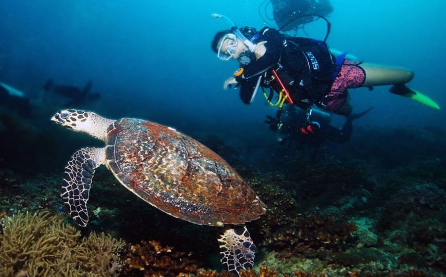 Turtle-Point-Tenggol-Dive-Sites