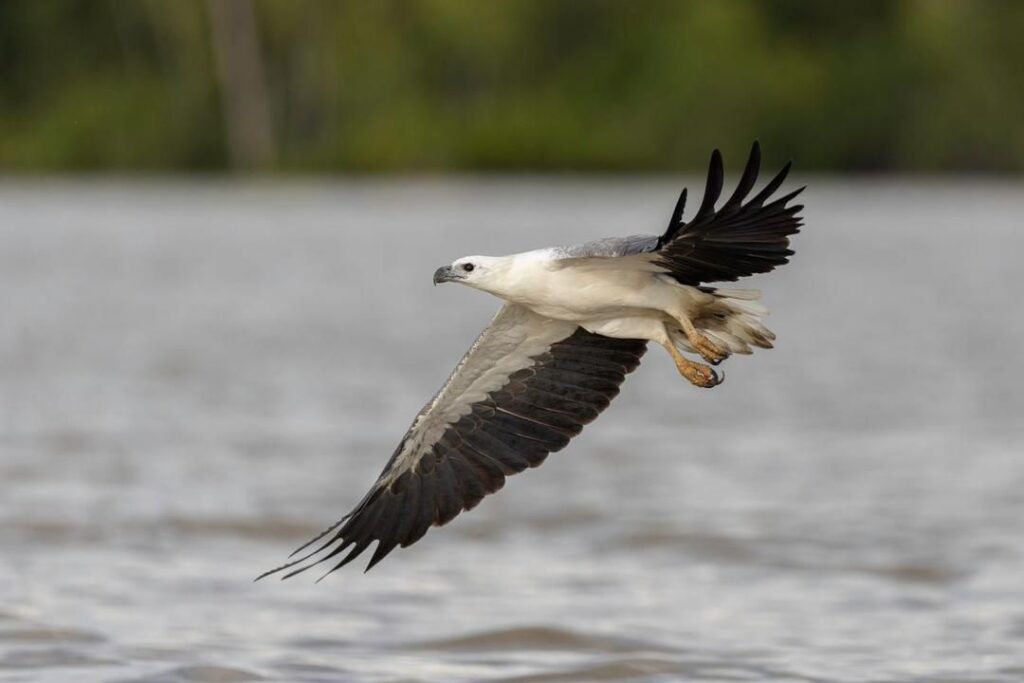 Kuala Selangor Watching Feeding Eagles(06)