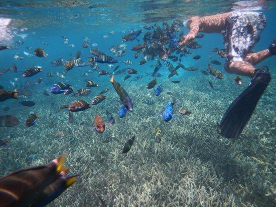 snorkeling-coral-redang