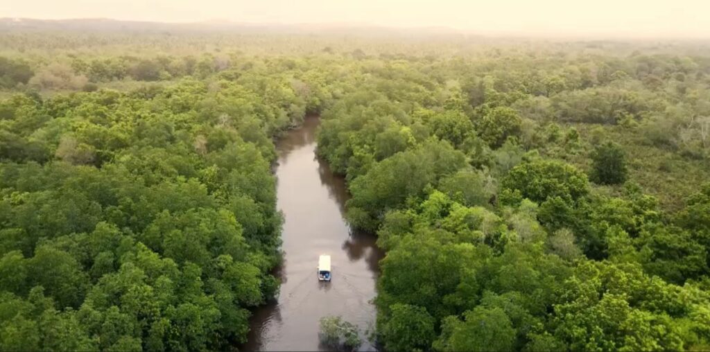 Bintan Mangrove