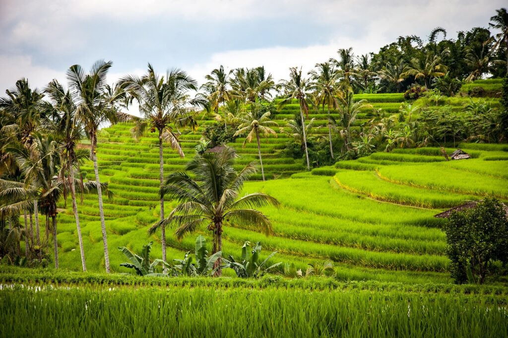bohol cadapdapan rice terraces by DaFranzos