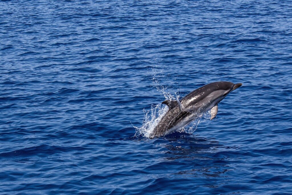 bohol dolphin watching by pixabay SimonMettler