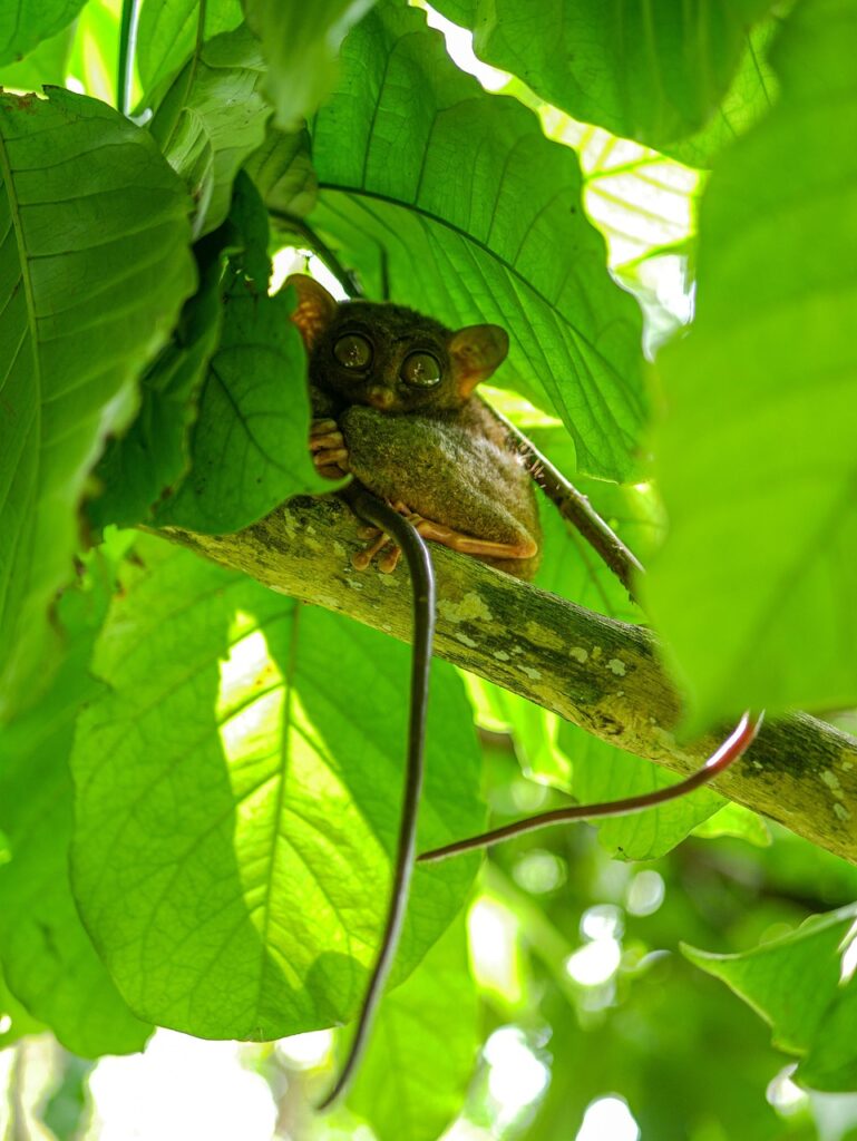bohol tarsier conservation by PT Photo