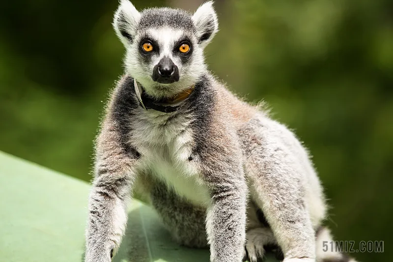 madagasca 1
