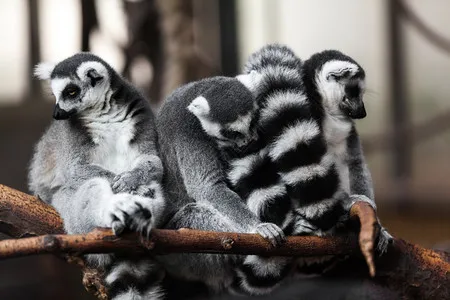 madagascar 3