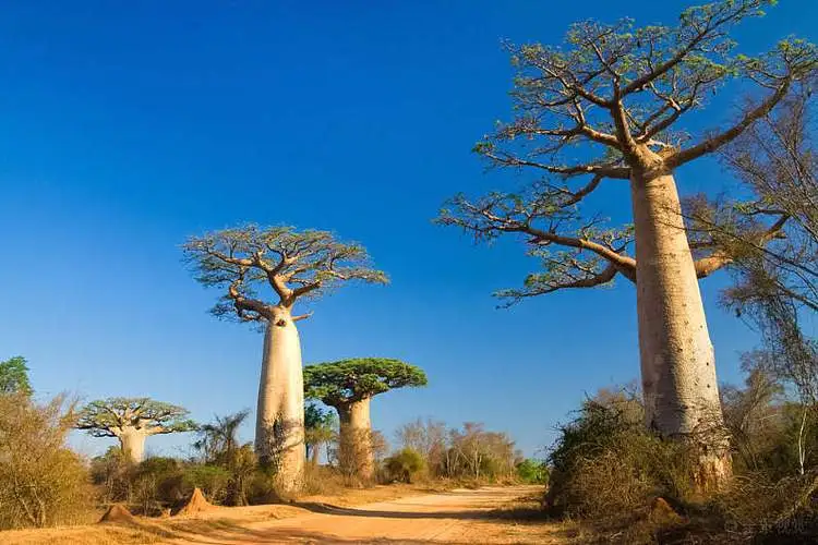 madagascar 6