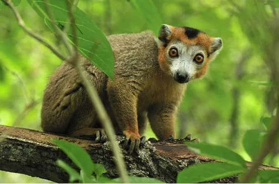 madagascar 8