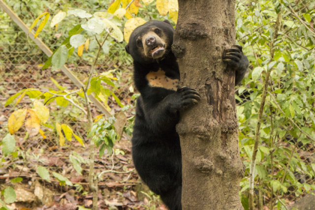 Bornean Sun Bear Conservation Centre