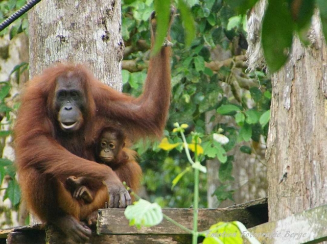 Sepilok Orangutan Rehabilitation Centre