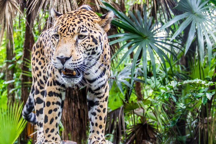 伯利兹热带动物园（The Belize Zoo）