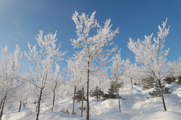 阿勒泰雾凇雪景
