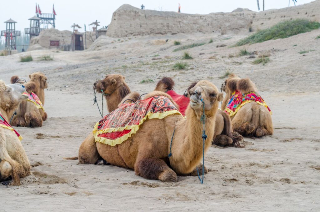 镇北堡西部影城 3