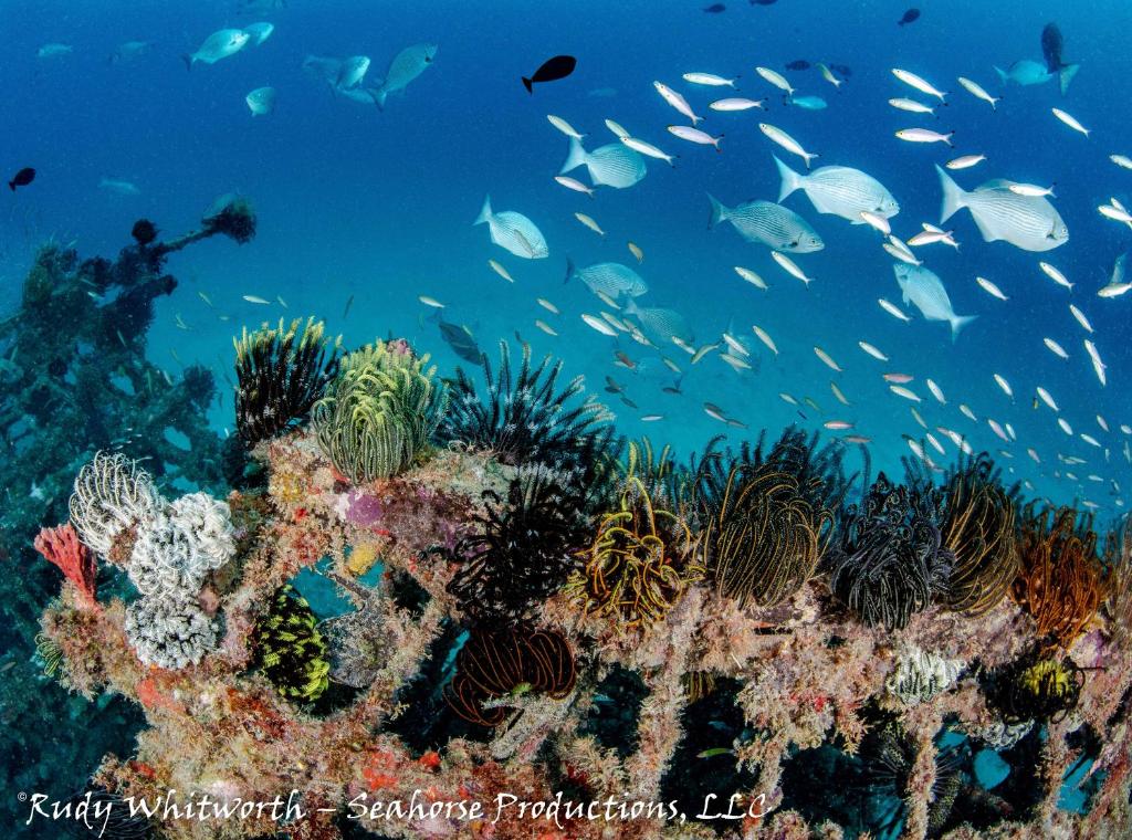 Borneo Divers Mabul Resort Sipadan 8