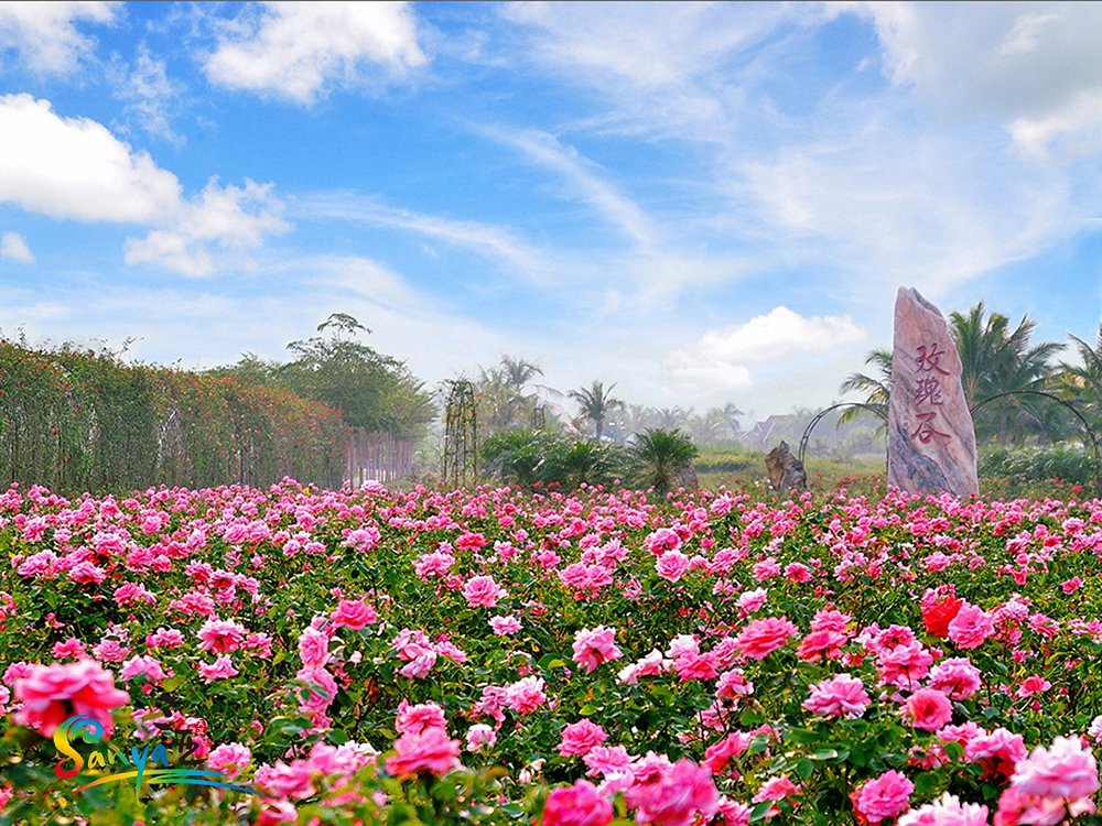 三亚亚龙湾玫瑰谷