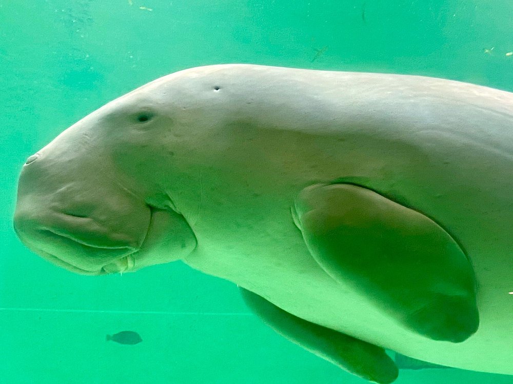 鸟羽水族馆 （1）