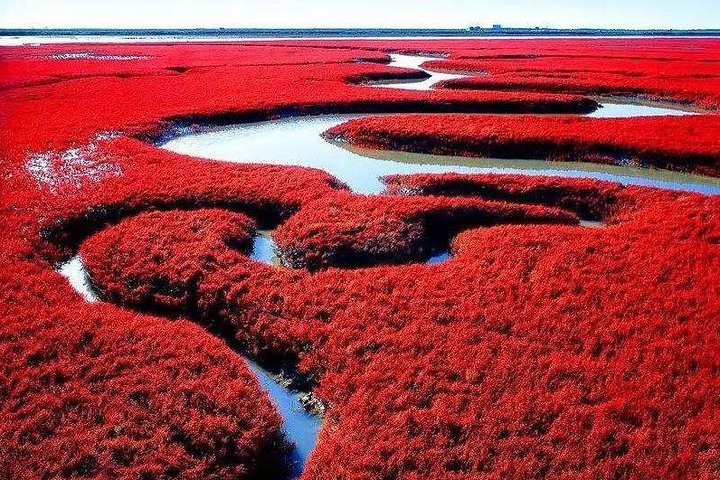 盘锦红海滩 (2)