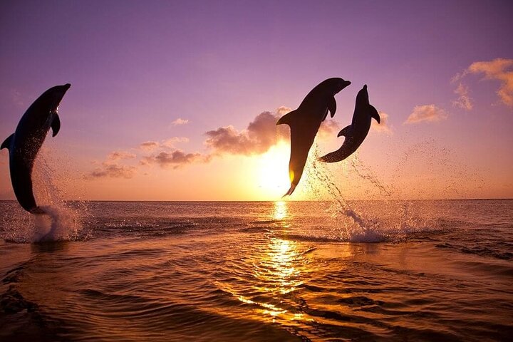 Lovina Dolphin watching