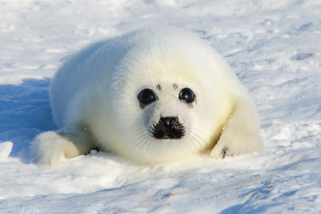 Seals