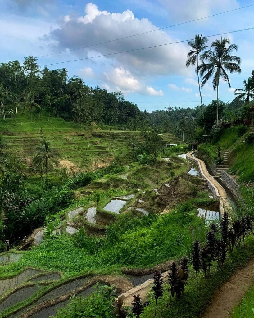 Tegalalang Rice Terrace