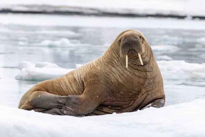 Walrus