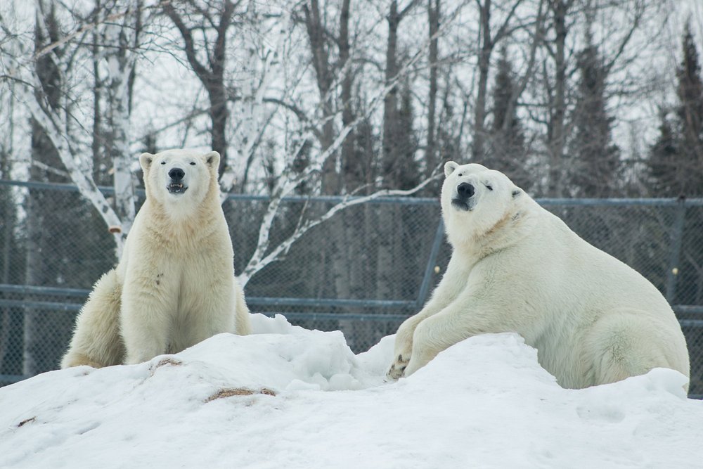 polar bear