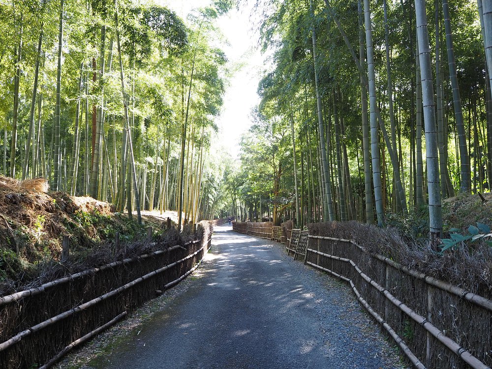 岚山竹林