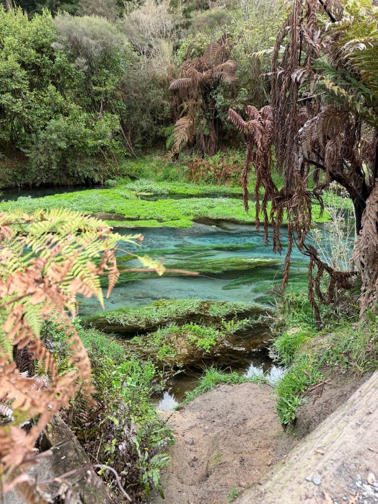 Blue Spring new zealand （1）