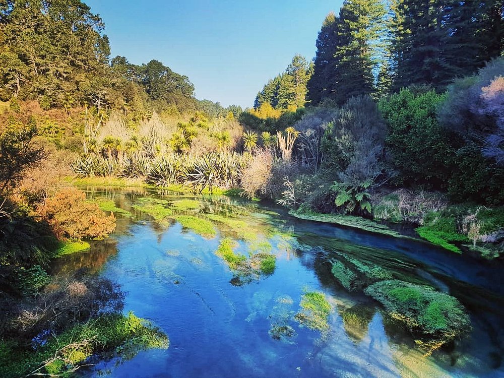 Blue Spring new zealand