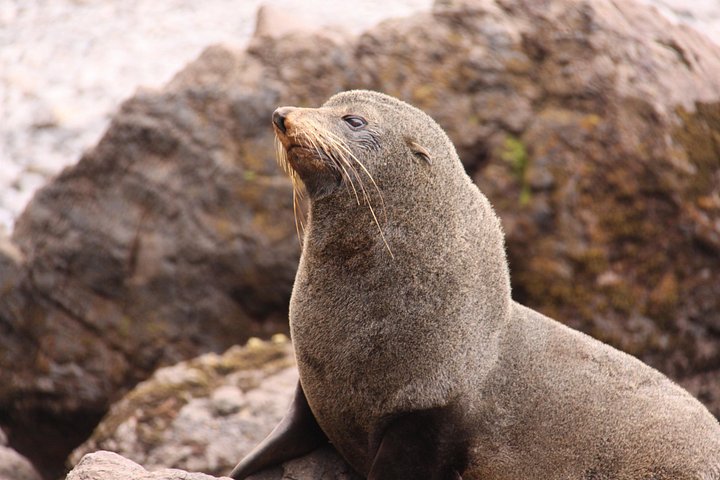 Otago Peninsula