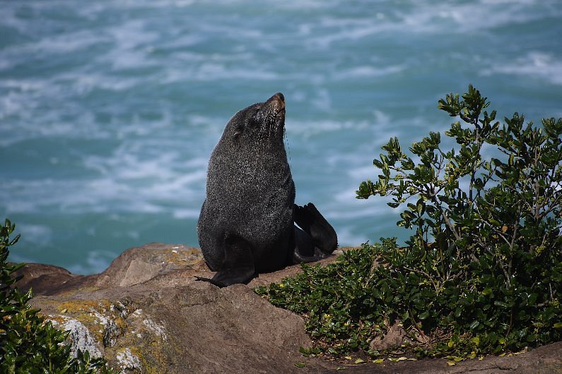 Otago Peninsula（1）