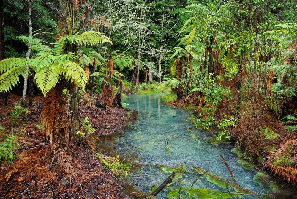 Rotorua redwoods whakarewarewa