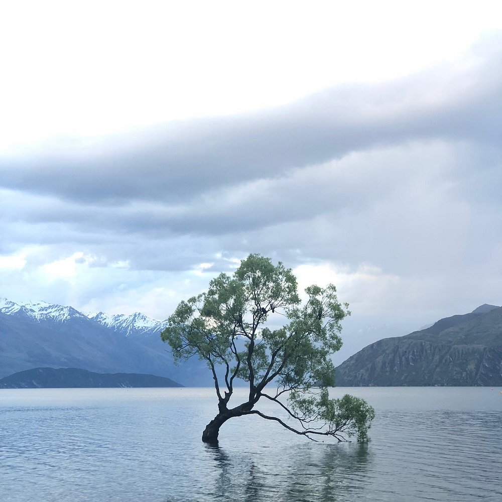 That Wanaka Tree