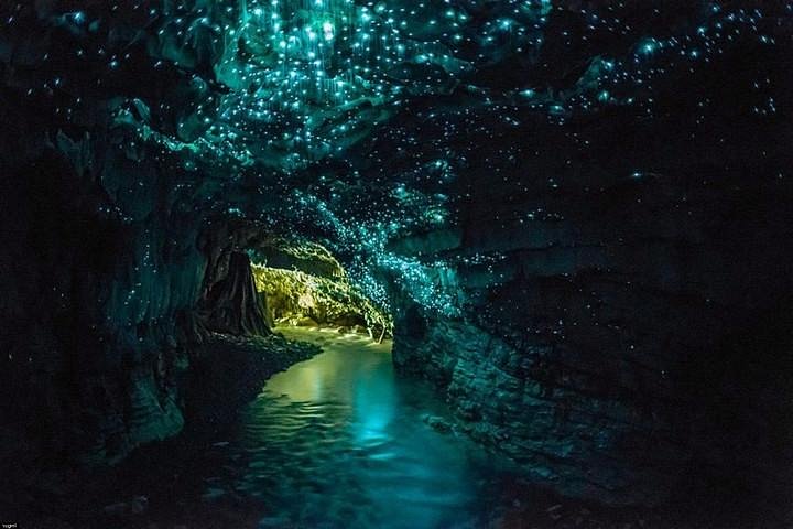 waitomo glowworm caves